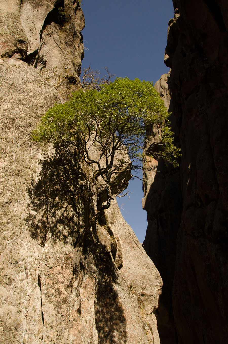 Cortado contra el cielo profundamente azul, este Maytén crece suspendido de una pared lisa y vertical, apenas sus raíces asidas de un puñado de tierra que los vientos, lentamente, depositaron. 